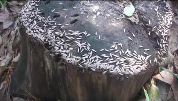 石灣白蟻防治，石灣白蟻防治公司