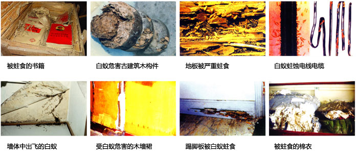 大瀝別墅滅白蟻,大瀝滅白蟻,大瀝殺白螞蟻,別墅殺白螞蟻