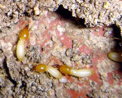 松崗治白蟻,松崗滅白蟻,松崗殺白螞蟻