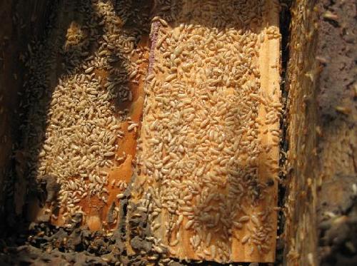 普君防白蟻公司，普君白蟻消殺，普君消滅白蟻，普君白蟻處理，普君清理白螞蟻公司