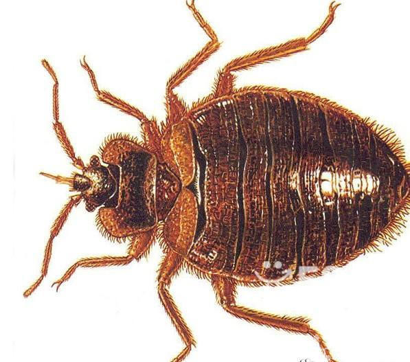 桂城殺蟲,桂城滅臭蟲,桂城除蟲服務(wù)