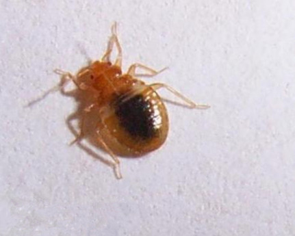 大瀝殺蟲公司，黃岐殺蟲公司，鹽步殺蟲公司，里水殺蟲公司