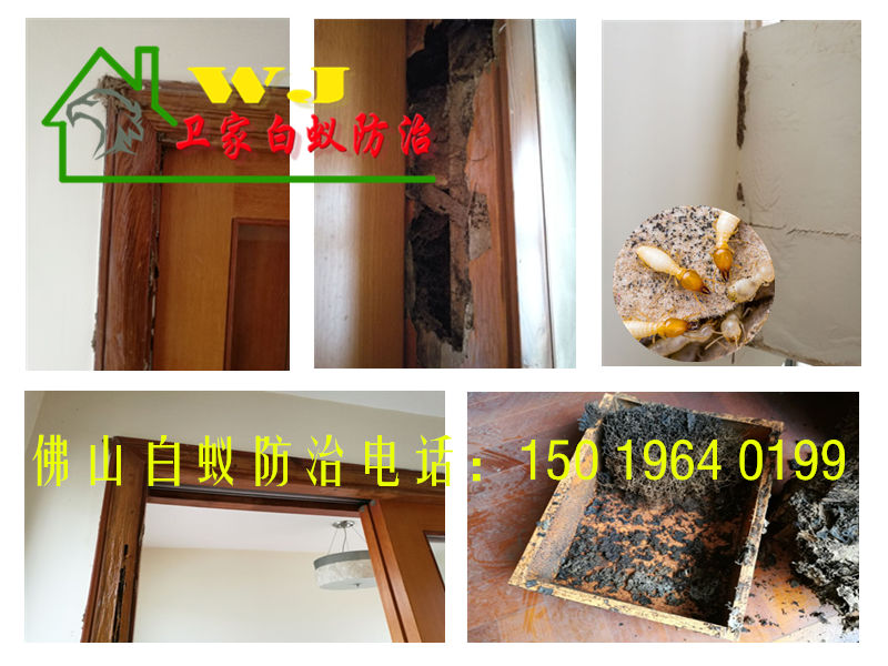 桂城白蟻防治