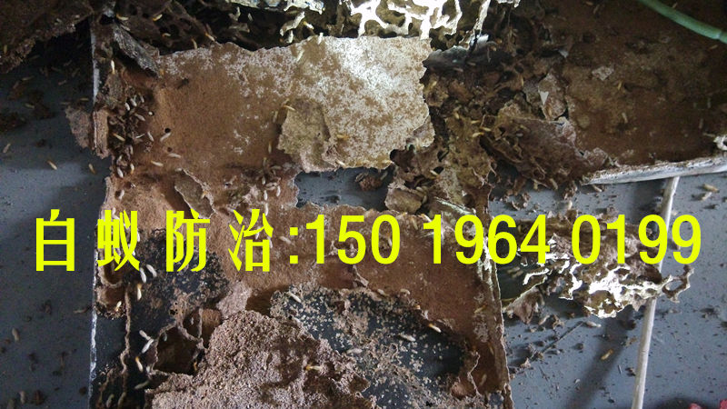 黃岐白蟻防治，黃岐白蟻公司
