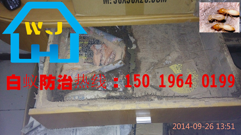 黃岐白蟻防治，黃岐白蟻公司