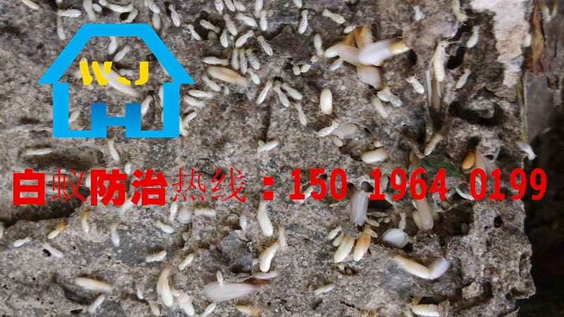 桂城白蟻防治，桂城白蟻公司