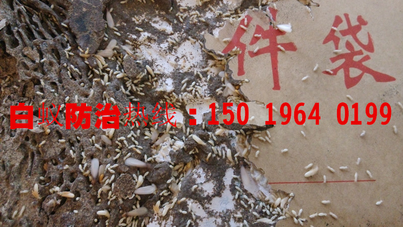 桂城滅白螞蟻，桂城殺白蟻，桂城白蟻防治公司