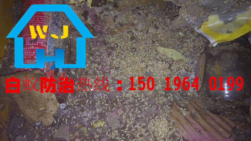 桂城滅白螞蟻，桂城殺白蟻，桂城白蟻防治公司