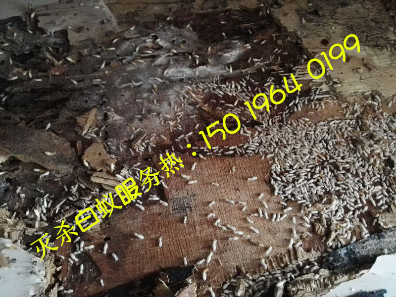 桂城滅白蟻公司，桂城白蟻防治所