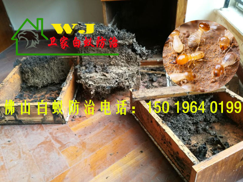 桂城滅白蟻公司，桂城白蟻防治所
