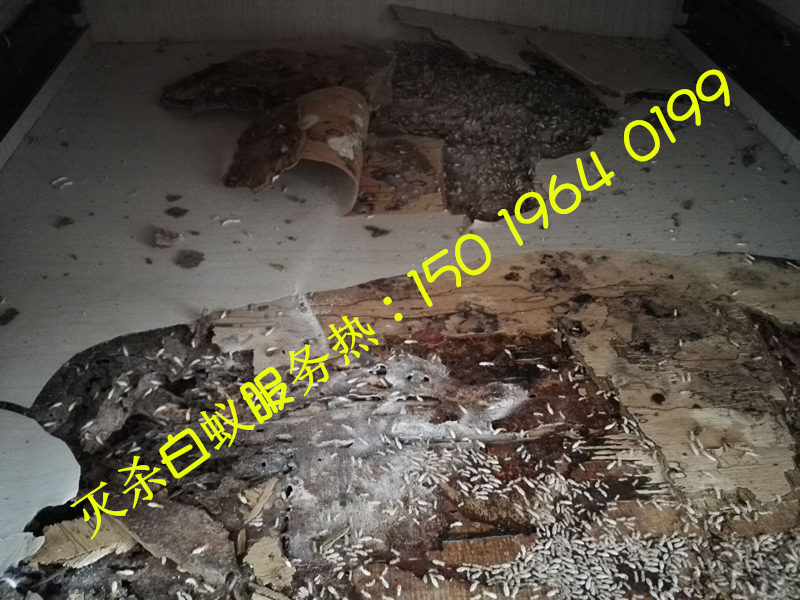 黃岐白蟻防治中心，黃岐除白蟻公司