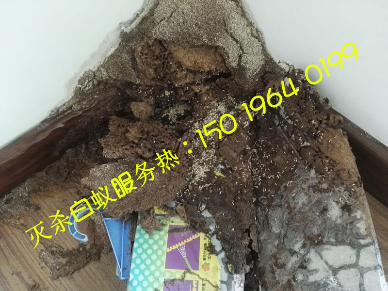 黃岐滅白蟻，黃岐?dú)紫?/>
					</p>
					<p class=