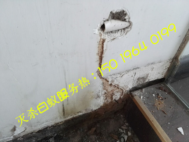 黃岐白蟻防治中心，黃岐除白蟻公司