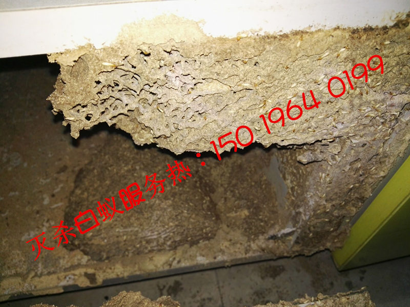 黃岐滅白蟻，黃岐?dú)紫?/>
					</p>
					<p class=