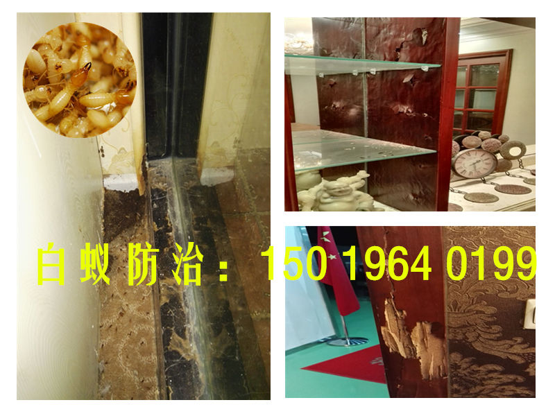 松崗白蟻防治中心，松崗白蟻防治所?