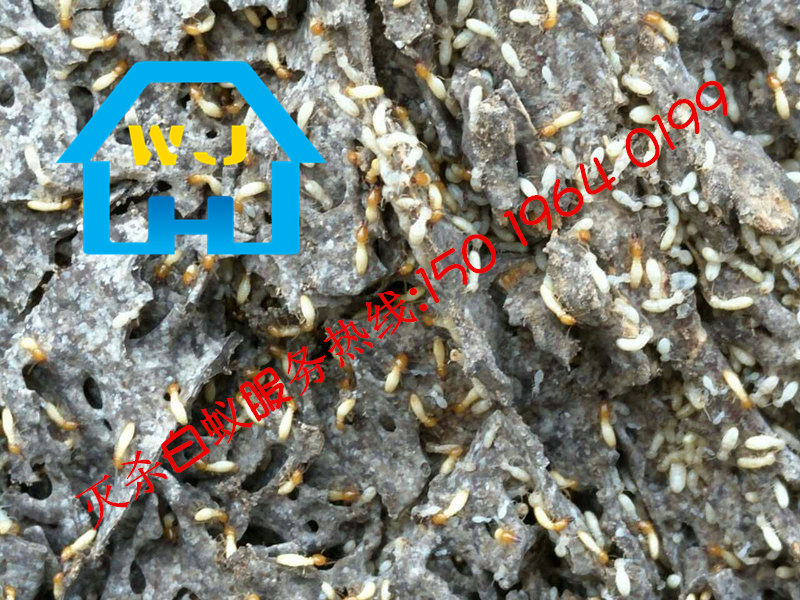 松崗白蟻防治中心，松崗白蟻防治所?