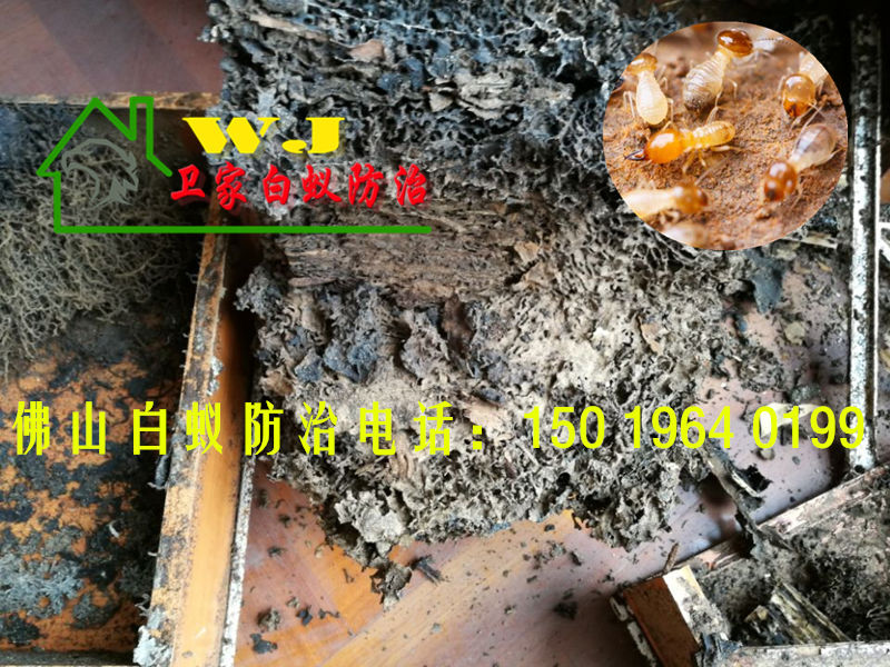 黃岐滅白蟻，黃岐除白蟻，黃岐治白蟻