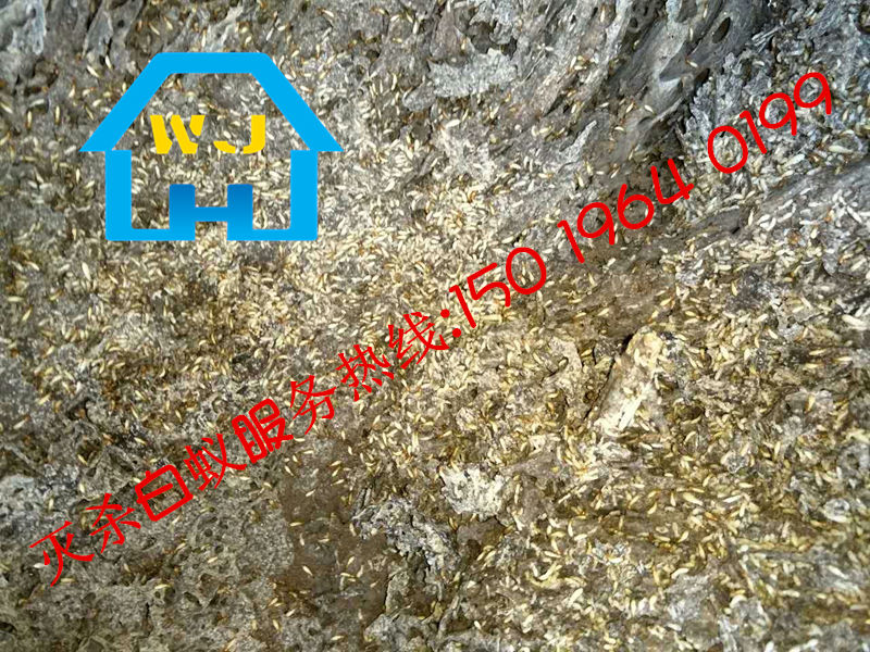 桂城滅白蟻，桂城治白蟻，桂城除白蟻