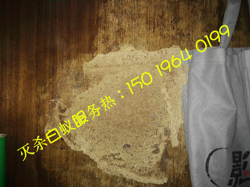 桂城滅白蟻，桂城治白蟻，桂城除白蟻