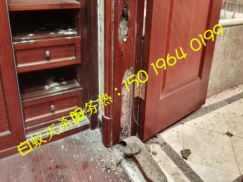 羅村白蟻防治，羅村白蟻防治所，羅村白蟻防治中心?