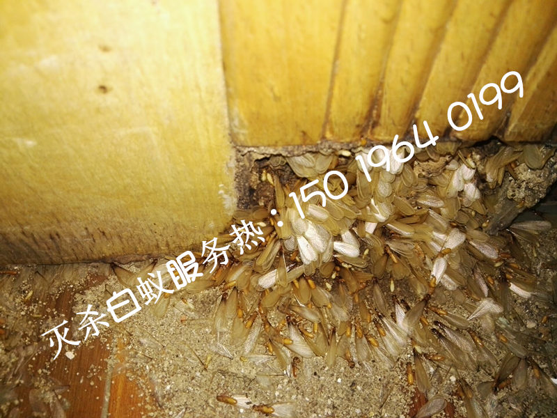 羅村白蟻防治，羅村白蟻防治所，羅村白蟻防治中心?