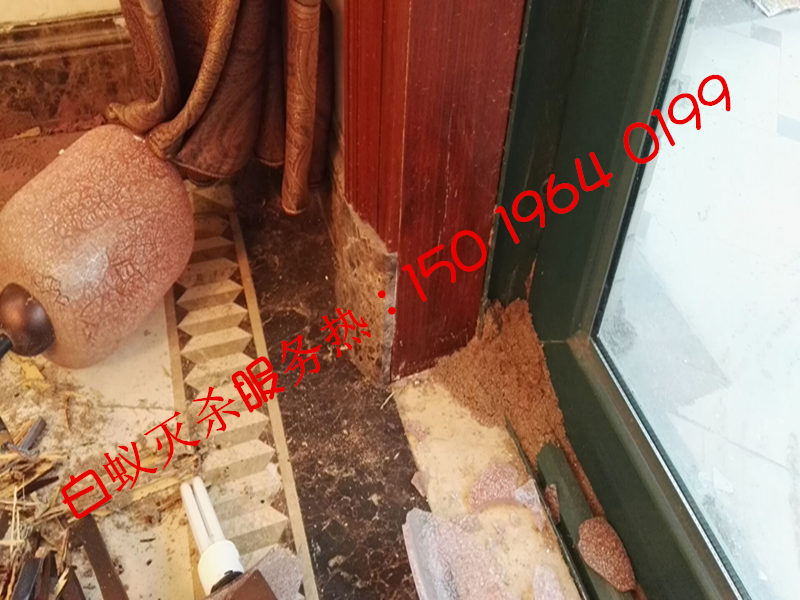 南海滅白蟻，南海治白蟻，南海除白蟻?