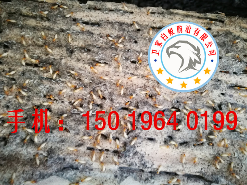 南海白蟻防治，松崗白蟻防治