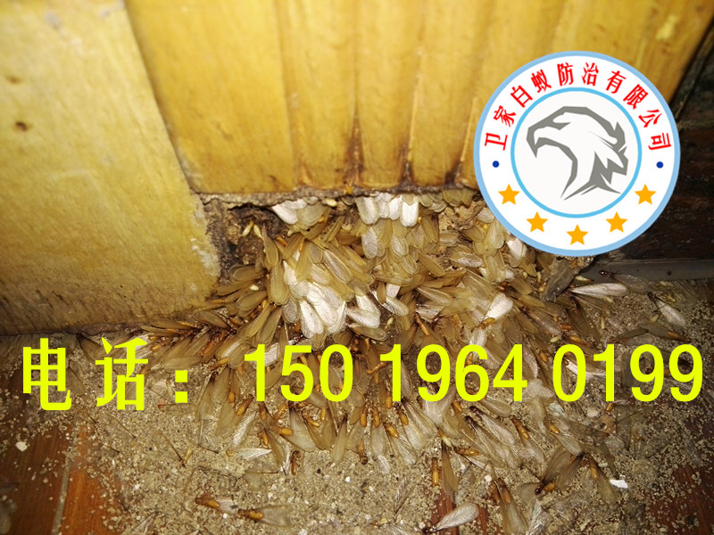 鹽步白蟻防治,鹽步白蟻公司