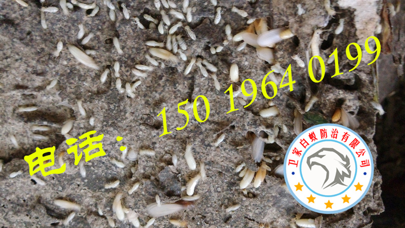 桂城白蟻防治，桂城白蟻公司